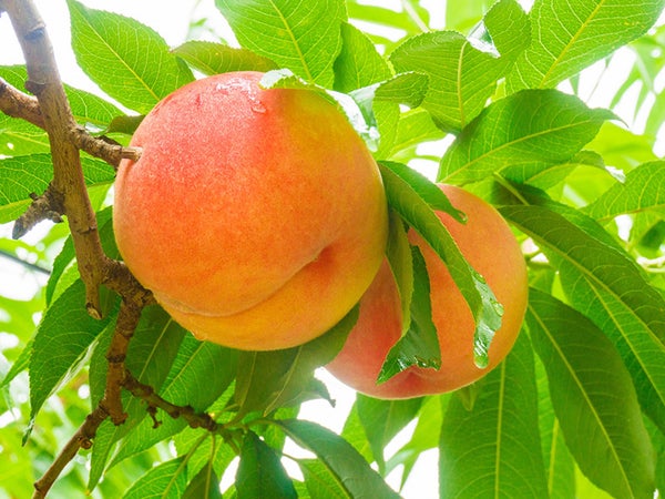 🔥催行確定日多数🔥【新宿・西船橋発】日帰りバスツアー🚌『8,000円台~ぶっ飛び格安✨』もも狩り🍑&自分で収穫した桃を1個プレゼント!!×大人気信玄餅詰め放題×甲州料理&スイス料理食べ放題×ワイン🍷試飲し放題盛り沢山山梨グルメ旅♪(ミニワインボトル付き♪)1